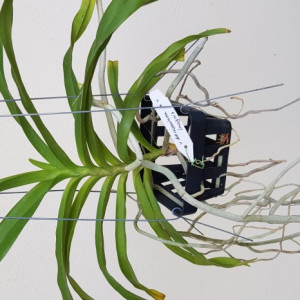 Vanda Denisoniana x Vanda Insignis