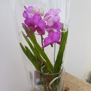 Vanda in vas de sticla - roz