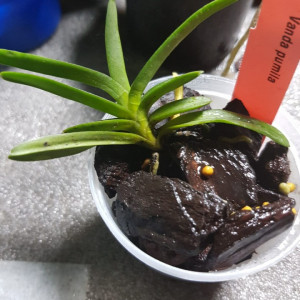 Vanda Pumila FS