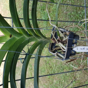 Vanda Sanchai Gold