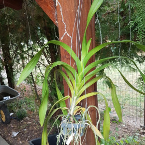 Aerides Korat