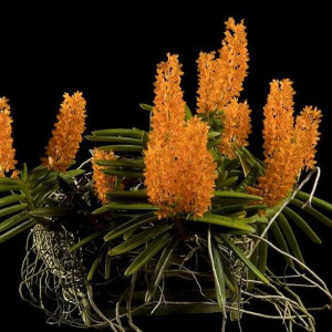 Ascocentrum . Miniatum Clumps FS