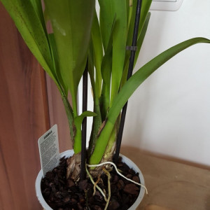 Beallara