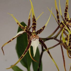 Bratonia Toscana CB2