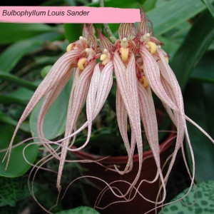Bulbophyllum Louis Sander