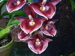 Catasetum Orchidglade FS