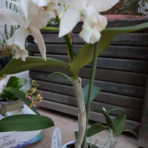 Cattleya alb