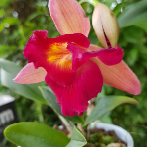 Cattleya roz degrade