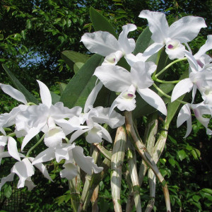 Cattleya skinneri albescens