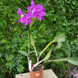 Cattleya Skinnerii Casa Luna