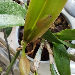 Cattleya