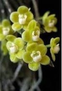 Chiloschista Parishii