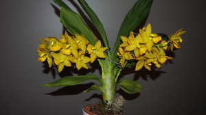 Cyc. Jumbo Puff "Taiyoung No.1" SM/TOGA FS