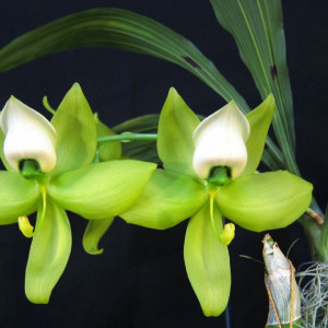 Cycnoches warscewiczii FS