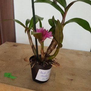 Dendrobium Hibiki Sandra's Delight