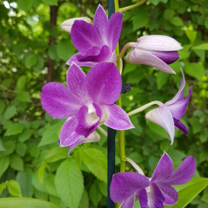 Dendrobium Sa Nook Blue Happiness