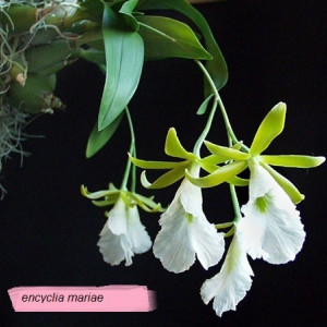 Encyclia Mariae