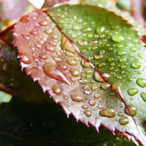 Fertilizant AL foliar cu NPK 20-20-20