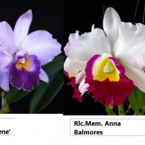 Lc. Hiroshima Melody "Blue Gene"