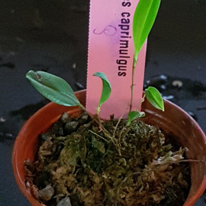 Lepanthes Caprimulgus FS
