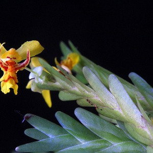 Lockhartia Lunifera
