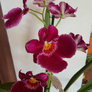 Miltoniopsis
