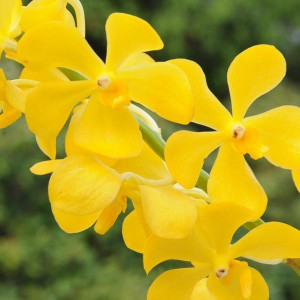 Mokara Chonburi Yellow