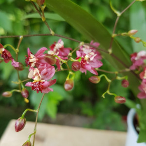Oncidium Twinkle rosu
