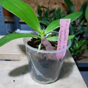 (Phal. Amabilis X Phal. tetraspis C1) X Phal. Tetraspis C1