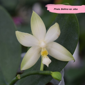 Phal. Bellina var. alba FS