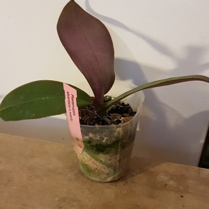 Phal. Stuartiana var. Nobilis FS