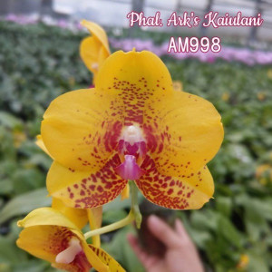 Phalaenopsis Ark's kaiulani