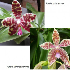 Phalaenopsis Hierogliphyca XMacassar