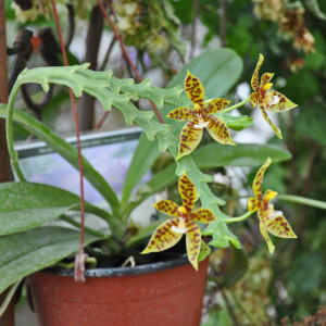 Phalaenopsis Pantherina FS