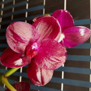 Phalaenopsis Sogo Relex FS j2