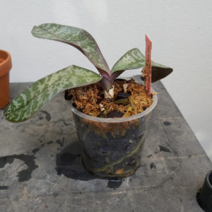Phalaenopsis Stuartiana var. Punctatissima FS