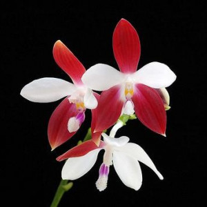 Phalaenopsis Tetraspis C1