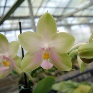 Phalaenopsis Violacea var Alba x Tsays Evergreen Fs