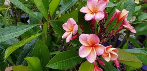 Plumeria Valentine