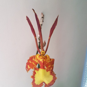 Psychopsis Kalihi