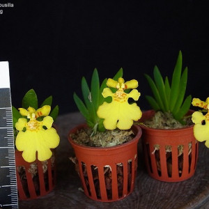 Psygmorchis (Oncidium) pusilla