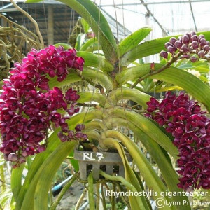 Rhynchostylis Gigantea Red FS