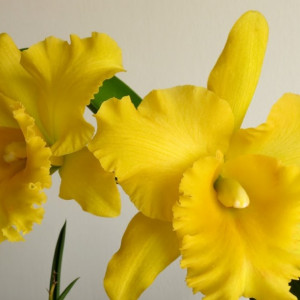 RLC Ploenpit Golden Delight, seedling