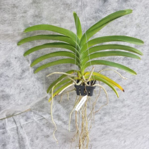 V. Kultana Gold x Kriangkrai Yellow FS