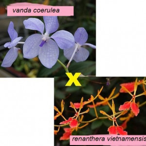 Vanda Coerulea X Renanthera Vietnamensis