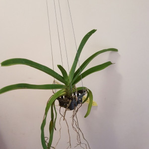 Vandachostylis Colmarie x Rhyncostylis Gigantea w1 FS