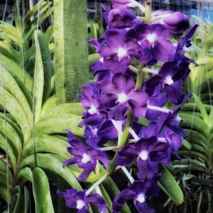 Vandachostylis Sasicha X Pine rivers