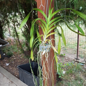 Aerides Korat