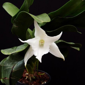 Angraecum Lemforde White Beauty FS