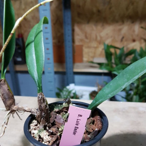 Bulbophyllum Louis Sander